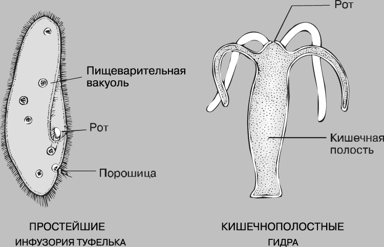 Кракен маркетплейс как зайти